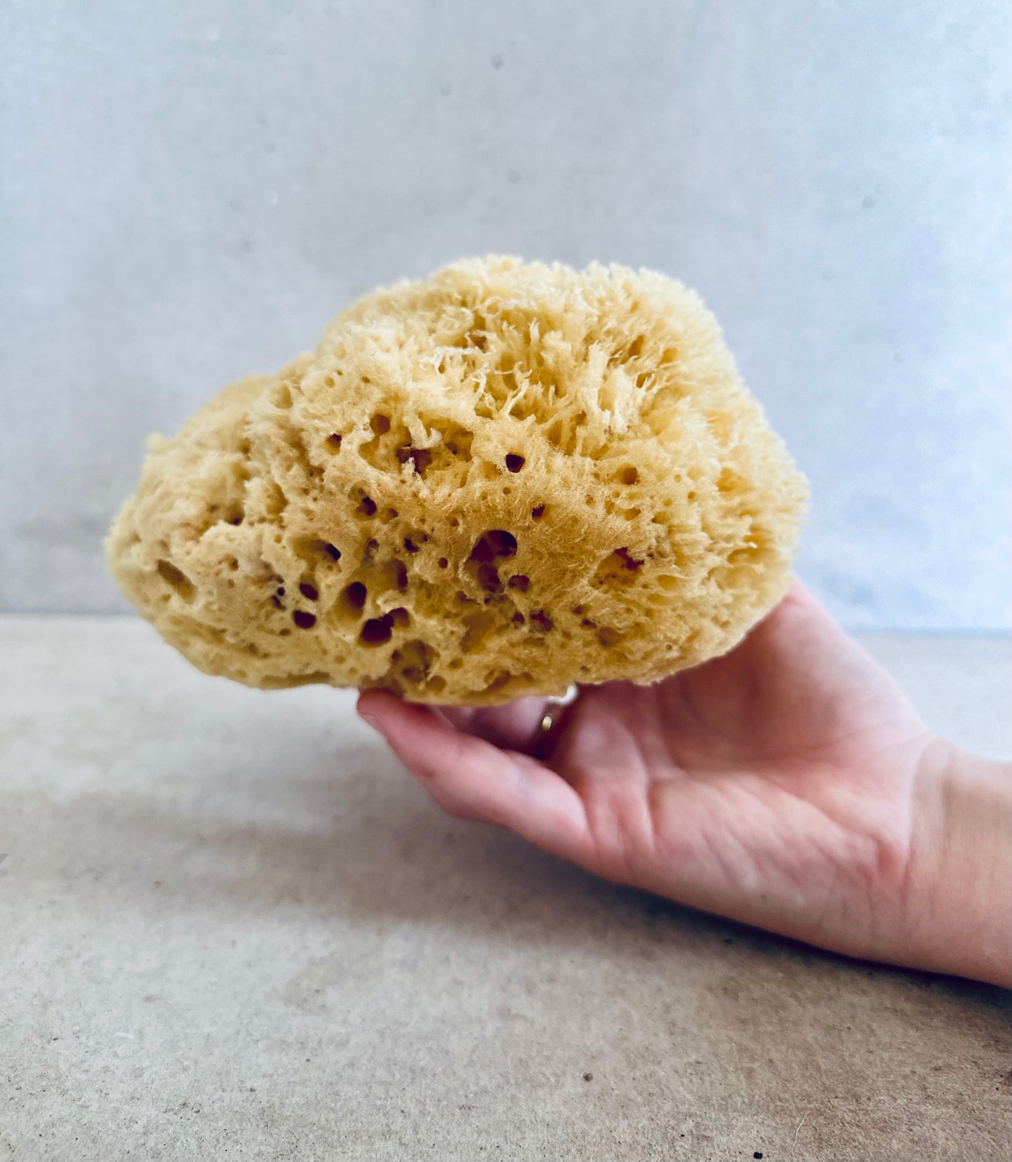 Mediterranean Sea Sponge