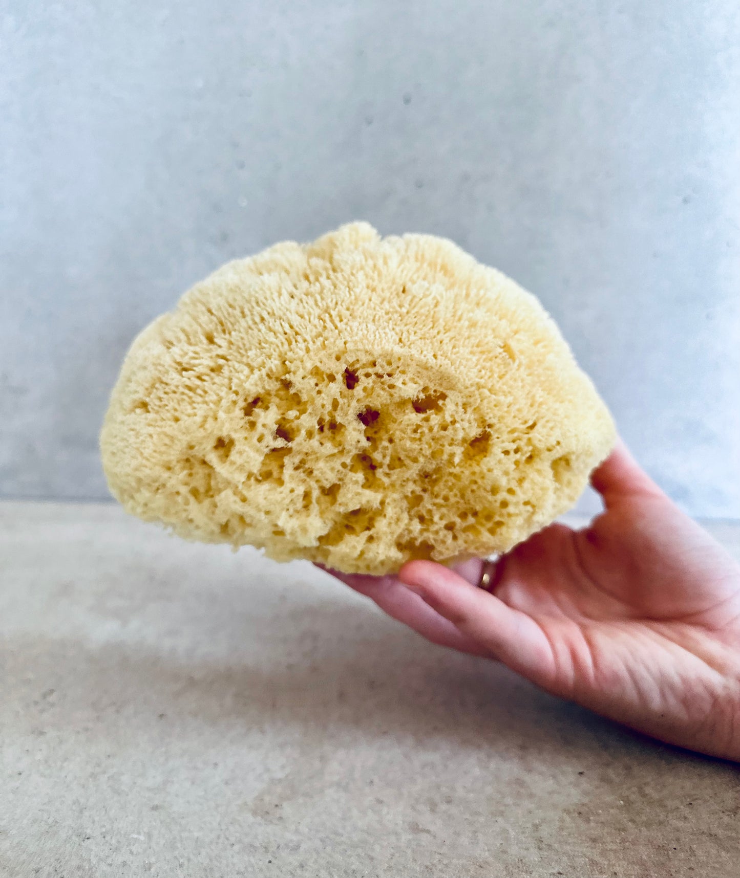 Mediterranean Sea Sponge