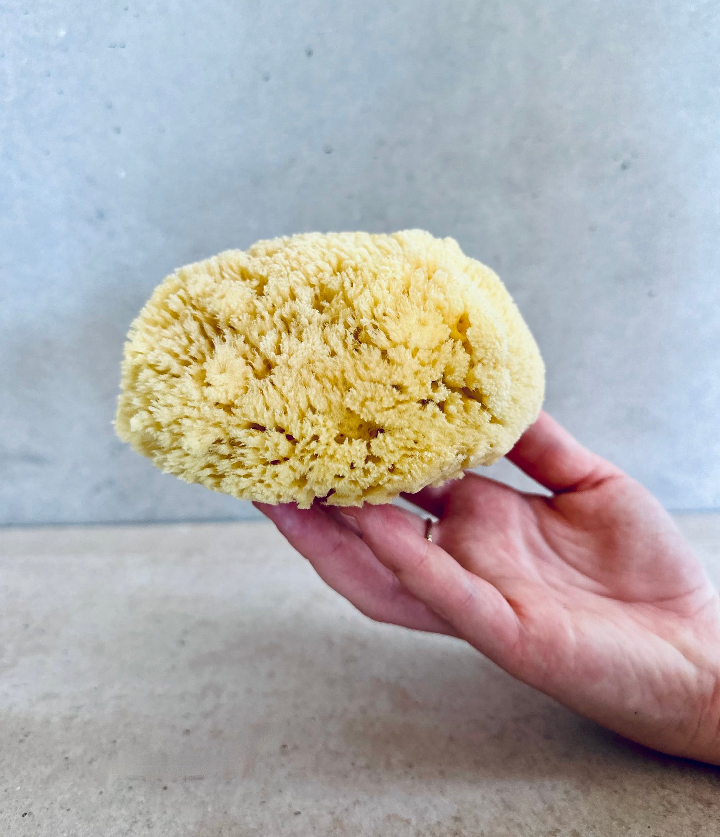 Mediterranean Sea Sponge